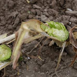 Ondanks de droge zomer van 2018, zat er nog behoorlijk wat vocht in de stengel. Dat viel de veehouder niet tegen. „Ik dacht dat het product eerder te droog dan te nat zou zijn, maar het is prima aan te rijden.”