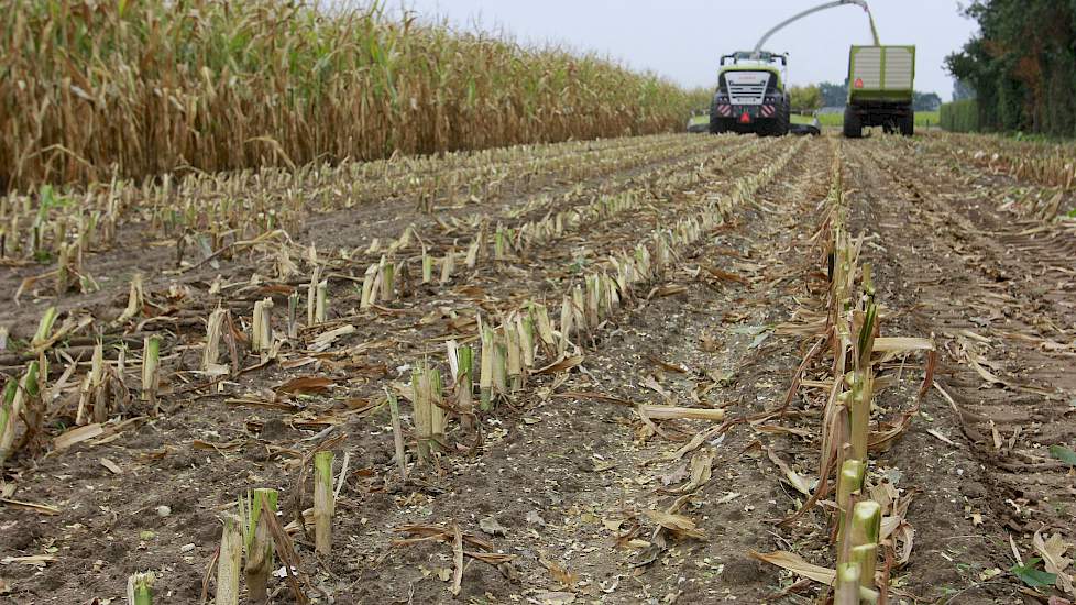 De opbrengst lag op ongeveer 40 ton per hectare