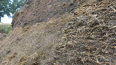 Topkuil › Voederwaarde tweede snede valt tegen - Melkvee