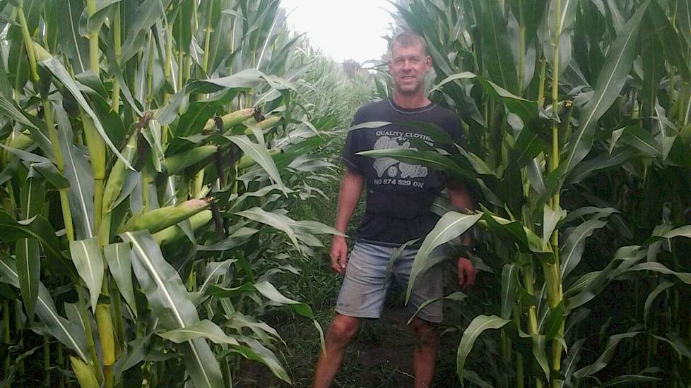 „De maïs staat zeker niet minder dan andere jaren. Plaatselijk ruim 3 meter", vertelt Geraerts Hij beregende zo’n 20 millimeter per keer, in totaal rond de 100 millimeter. Op een paar kleine plekken waar hij niet goed bij kon met de haspel, staat de maïs