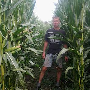 „De maïs staat zeker niet minder dan andere jaren. Plaatselijk ruim 3 meter", vertelt Geraerts Hij beregende zo’n 20 millimeter per keer, in totaal rond de 100 millimeter. Op een paar kleine plekken waar hij niet goed bij kon met de haspel, staat de maïs