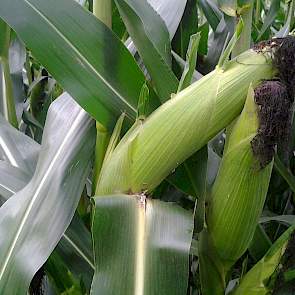 Waar op andere plaatsen de maïs hard begint af te rijpen, zijn de pitten bij Geraerts nog lang niet rijp. „Het duurt nog zeker 4 tot 5 weken voordat we hier los kunnen.”
