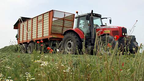 Topkuil › Kuilen tweede snede weerspiegelen extreme zomer - Melkvee