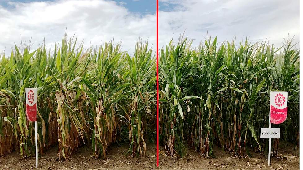 Door de betere beworteling en nutriëntenopname blijft de STARCOVER gecoate mais rechts langer vitaal dan hetzelfde maisras zonder coating, links op de foto.