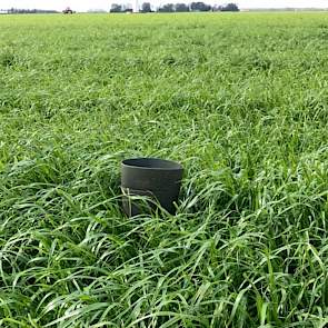 Dankzij de enorm snelle hergroei van dit gras, stond er alweer een zware maaisnede op toen het regulier grasland aan de 1e snede toe was