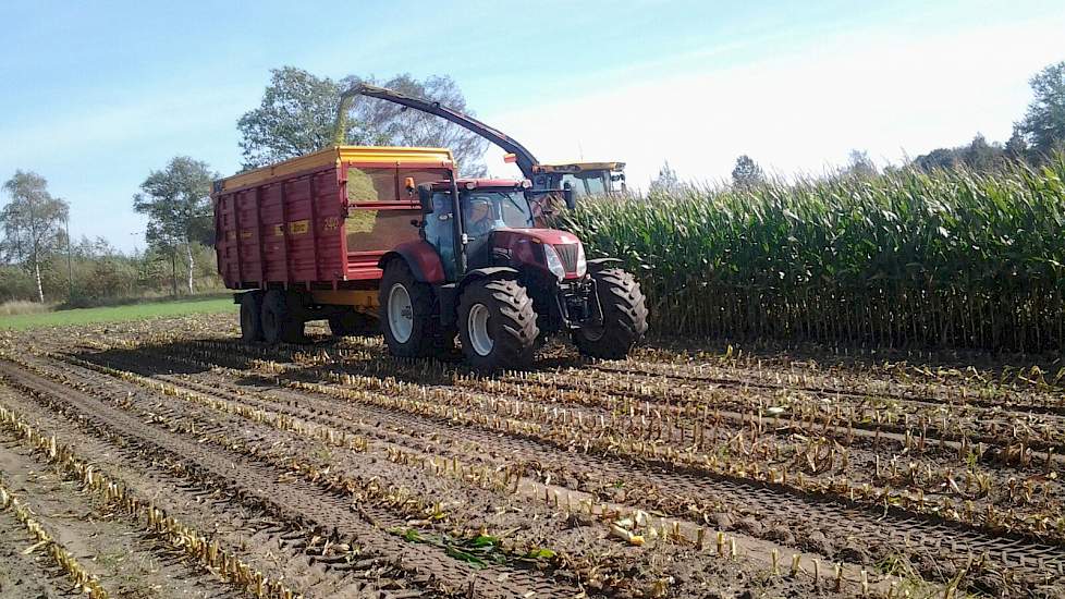 Geraerts heeft de maïs niet gewogen, maar gezien de afmetingen van kuil berekend de veehouder ongeveer 50 ton product per hectare.