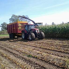 Geraerts heeft de maïs niet gewogen, maar gezien de afmetingen van kuil berekend de veehouder ongeveer 50 ton product per hectare.