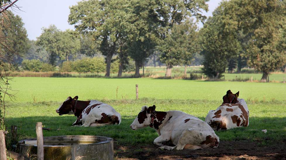 Er is voldoende grasland pal naast de stal om het robotmelken te combineren met weidegang.