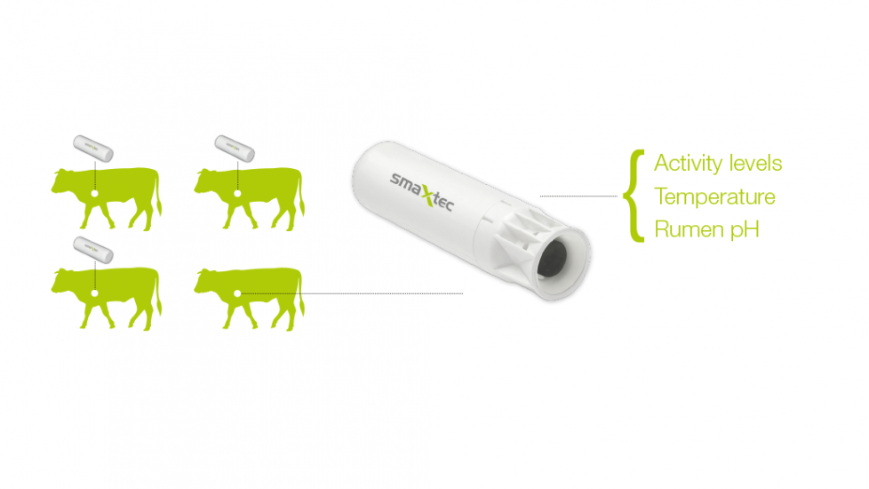 De Smaxtec pensbolus werd in 2010 al geïntroduceerd om de temperatuur en de pH in de pens te meten. Deze ontwikkeling is inmiddels doorgegroeid en met de Smaxtec 360 kan de bolus onder andere gedragspatronen in voer- en waterverbruik, herkauwactiviteit en