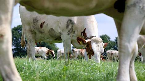 Topkuil › Najaarsgras: korter houden en natrium geven - Melkvee