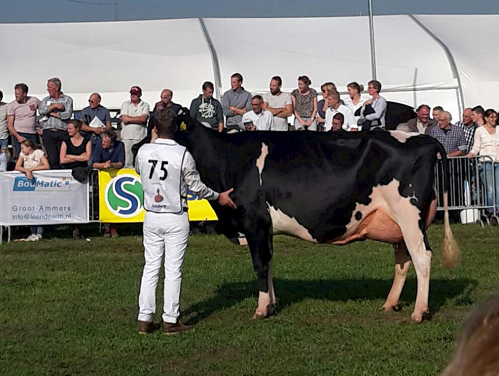 Geertje 598 (Chelios x Boss Iron) van de maatschap Van Dijk-De Bruin uit Giessenburg won het kampioenschap in de zwartbonte middenklasse.