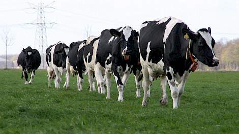 Grasgroei stagneert opnieuw door droogte - Melkvee