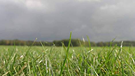 Topkuil › Kansen voor ontwikkeling droogtetolerante grassen - Melkvee