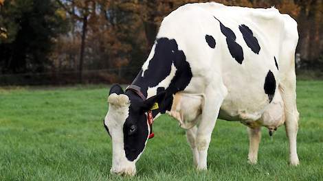 De 11-jarige West Oaks Femke 94 (Kian x Slogan x Gigh x Bookie) van de familie Bouma uit Oldeberkoop (FR) won bij de vorige editie van De Beste Boerenkoe in de categorie jong. Ze is na 90.074 kilo melk met 5,18 procent en 3,63 procent eiwit nog topfit.