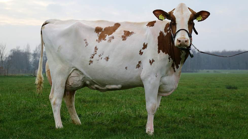 Caudumer Lol 303 PP (Mitey P x Lawn Boy P) van fokker Sietze Henk Haytema uit Koudum (FR) is de volle zus van fokstier Caudumer Europol PP. Hun moeder Lol 292 is de grootmoeder van Delta Fun P (Aikman RF x Magna P x Lawn Boy P), die bij de decemberdraai n