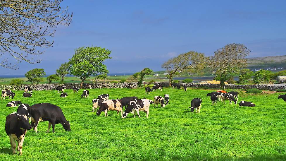 Melkkoeien in Ierland.