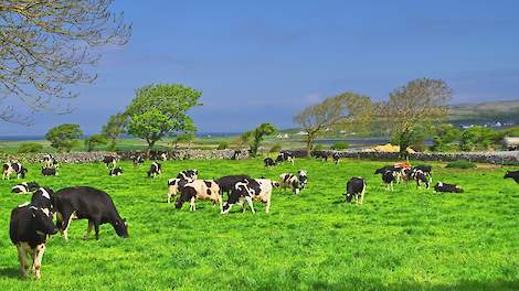 Melkkoeien in Ierland.