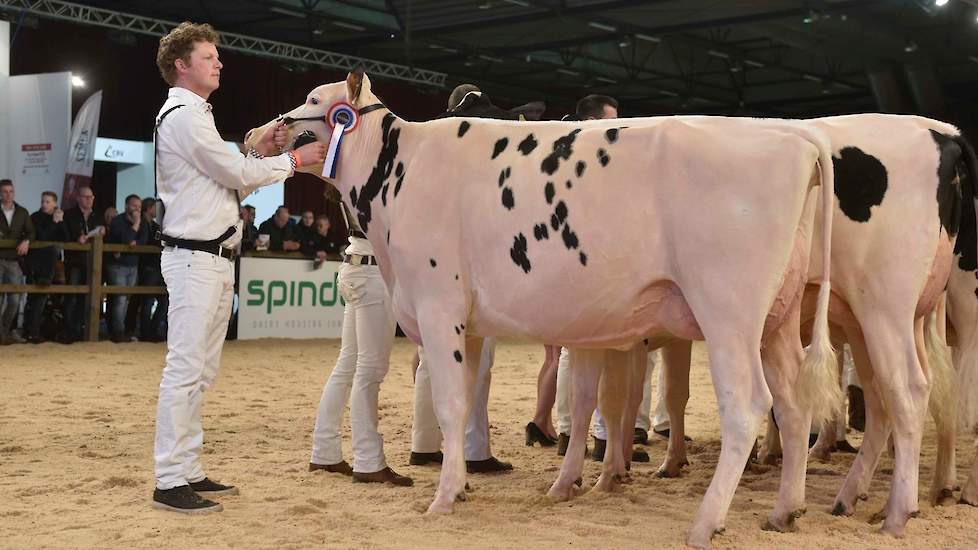 De tweede rubriek van de zwartbonte vaarzen werd aangevoerd door de fraaie, jeugdige K D Chisilla (Silver x Altajackman) van de familie Kooijker uit Nij Beets. Ze is zeer correct gebouwd en heeft een prachtige, ondiepe uier.