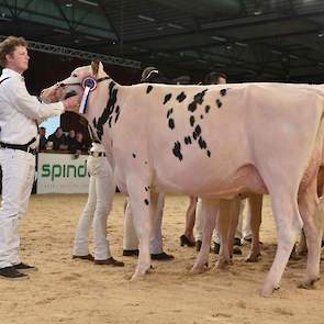 De tweede rubriek van de zwartbonte vaarzen werd aangevoerd door de fraaie, jeugdige K D Chisilla (Silver x Altajackman) van de familie Kooijker uit Nij Beets. Ze is zeer correct gebouwd en heeft een prachtige, ondiepe uier.