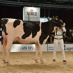 De zeer grote, wat smalle en ondiepe Golden Dreams-dochter Giessen Rozalena 49 van Kuiper legde beslag op de 1B-positie vanwege haar goede botkwaliteit en de zeer goede uier.