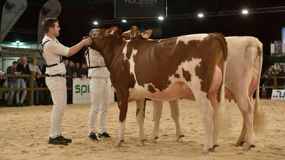 De derde roodbonte vaarzenrubriek werd gewonnen door Big Super Star 168 (Leonidas x Tequila) van de familie Knoef uit Geesteren. Ze heeft ijzersterk beenwerk en een zeer vaste, ondiepe uier, maar mocht iets meer diepte in de laatste ribben hebben.