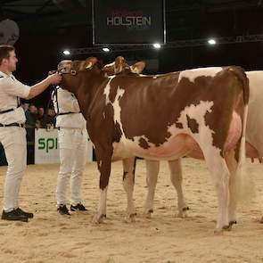 De derde roodbonte vaarzenrubriek werd gewonnen door Big Super Star 168 (Leonidas x Tequila) van de familie Knoef uit Geesteren. Ze heeft ijzersterk beenwerk en een zeer vaste, ondiepe uier, maar mocht iets meer diepte in de laatste ribben hebben.