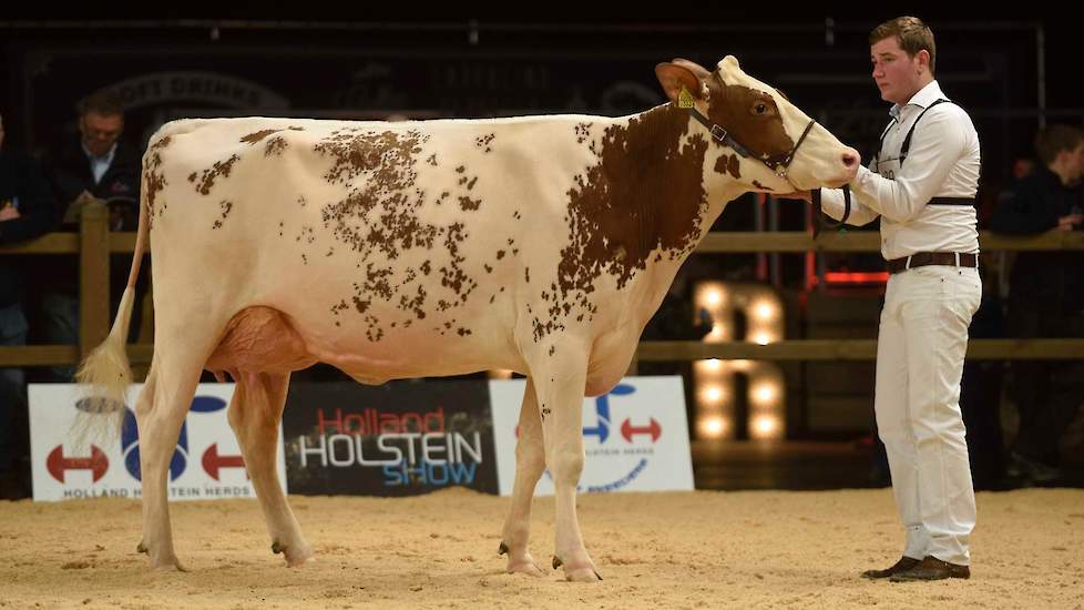 De mooi gelijnde Ladd P-dochter Heerenbrink Silvy 8 van de familie Steegink uit Okkenbroek werd 1C.