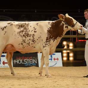 De mooi gelijnde Ladd P-dochter Heerenbrink Silvy 8 van de familie Steegink uit Okkenbroek werd 1C.