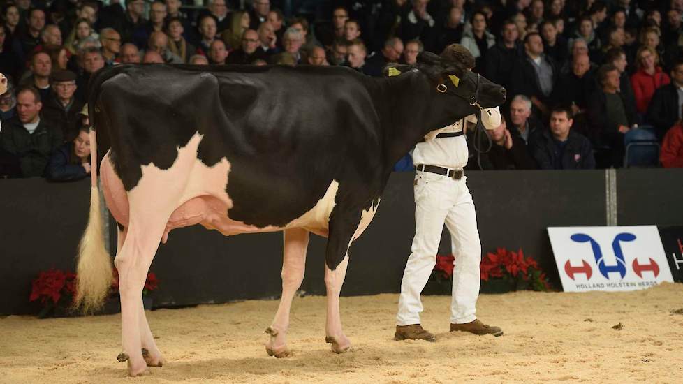 Gretha 95 (Doorman x Seaver) van de familie Bloemen uit Vredepeel kwam op kop in de derde rubriek van de zwartbonte vaarzen. Ze heeft een fraai zij-aanzicht en beste benen.