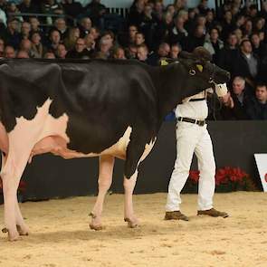 Gretha 95 (Doorman x Seaver) van de familie Bloemen uit Vredepeel kwam op kop in de derde rubriek van de zwartbonte vaarzen. Ze heeft een fraai zij-aanzicht en beste benen.