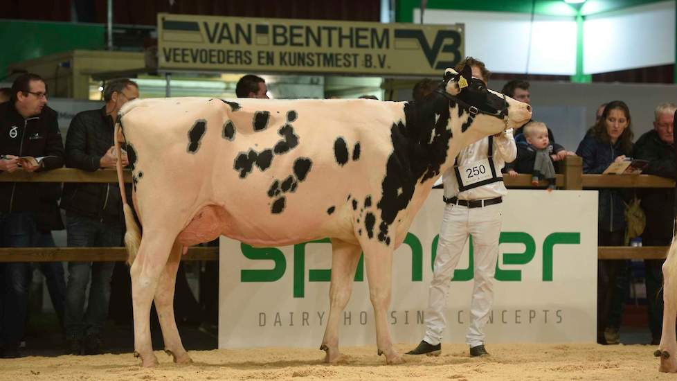 De jeugdige Rubicon-dochter KD Alexia was de tweede vaars van Kooijker in de top-3 van een rubriek. Hier liep ze 1B.