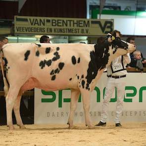 De jeugdige Rubicon-dochter KD Alexia was de tweede vaars van Kooijker in de top-3 van een rubriek. Hier liep ze 1B.