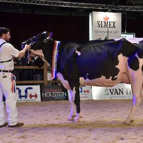 De vierde rubriek zwartbonte vaarzen was een prooi voor Giessen Charity 138 (Atwood x Million) van Theo van Vliet uit Nieuwlande. De vaars was zeer groot en had een beste uier.