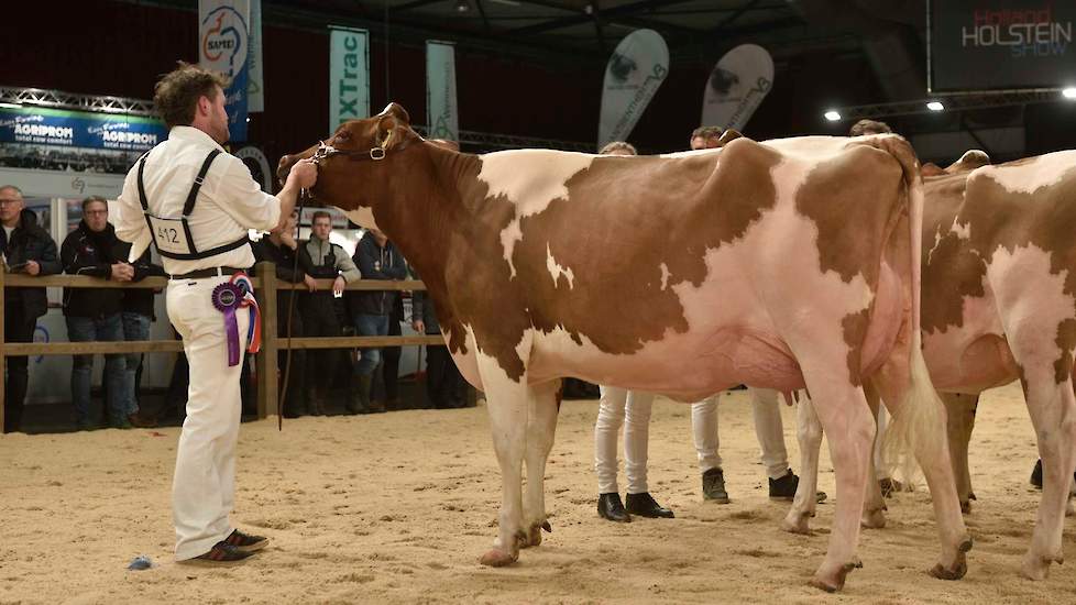 De show begon met een sterke rubriek roodbonte vaarzen. Voorop kwam de sterke Jimm. Holstein Venetie 30 (Absolute x Jerudo) van John de Vries uit Boijl. De harmonisch gebouwde vaars had veel ruimte in de voorhand, een diepe middenhand, een vaste ondiepe u