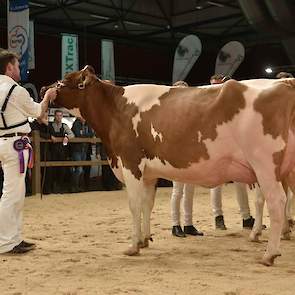 De show begon met een sterke rubriek roodbonte vaarzen. Voorop kwam de sterke Jimm. Holstein Venetie 30 (Absolute x Jerudo) van John de Vries uit Boijl. De harmonisch gebouwde vaars had veel ruimte in de voorhand, een diepe middenhand, een vaste ondiepe u