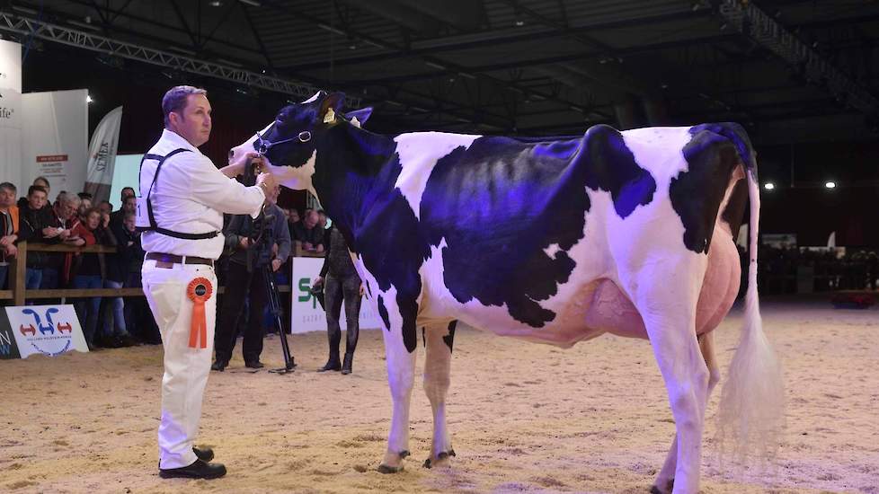 Op 1B kwam een andere Atwood-dochter: Bons-Holsteins Koba 229 van Bons, een correct en harmonisch gebouwde vaars met een ruime voorhand en een vloeiende overgang naar de middenhand.