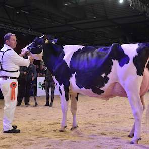 Op 1B kwam een andere Atwood-dochter: Bons-Holsteins Koba 229 van Bons, een correct en harmonisch gebouwde vaars met een ruime voorhand en een vloeiende overgang naar de middenhand.