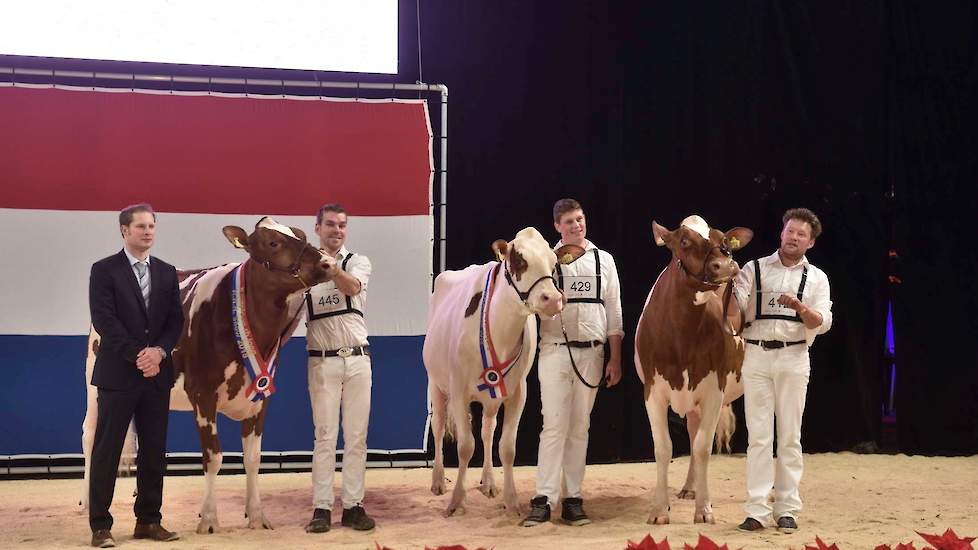 Het kampioenstrio van de roodbonte vaarzen met v.l.n.r.: kampioene Big Super Star 168, reservekampioene Bossink Rika 631 en als eervolle vermelding Jimm. Holstein Venetie 30.