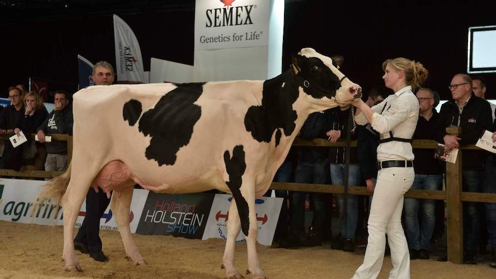 De zwartbonte middenklasse begon met rubriekswinst voor Southland Massia 24, een scherpe Olympian-dochter van Van Beek uit Teteringen.