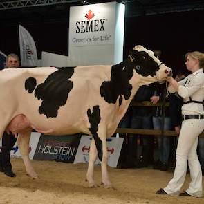 De zwartbonte middenklasse begon met rubriekswinst voor Southland Massia 24, een scherpe Olympian-dochter van Van Beek uit Teteringen.