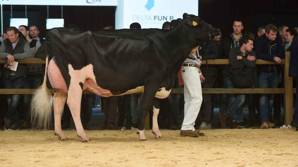 De zeer fraaitypische en evenredig gebouwde Contrast-dochter Prairie Hoeve Hendrika 82 van de familie Schuiling uit Nijeveen pakte de 1B-positie.