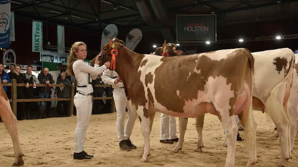 Op 1B kwam de wat rankere, harde Colorado-dochter Hermien 213 van de familie Vosman uit Rijssen. Vooral in achteraanzicht imponeerde deze vaars met haar glasharde, droge benen en de parallelle beenstand. Ook de voorbenen waren echter mooi fijn en droog en