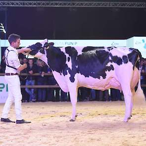 Dempsey-dochter Southland Dem Dellia 92 liep 1C in deze rubriek, maar zou later doorstoten naar het reservekampioenschap.