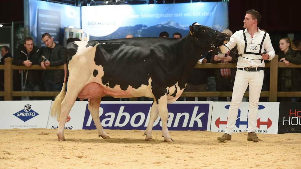 Corrie 330 (Malki x Heartbreaker) van de familie Kregel uit Zuidschermer ging op kop in de tweede rubriek van de zwartbonte middenklasse. De krachtige koe toonde veel jeugd, had een zeer sterke uier en liep op beste benen.