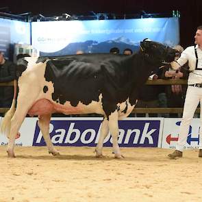 Corrie 330 (Malki x Heartbreaker) van de familie Kregel uit Zuidschermer ging op kop in de tweede rubriek van de zwartbonte middenklasse. De krachtige koe toonde veel jeugd, had een zeer sterke uier en liep op beste benen.