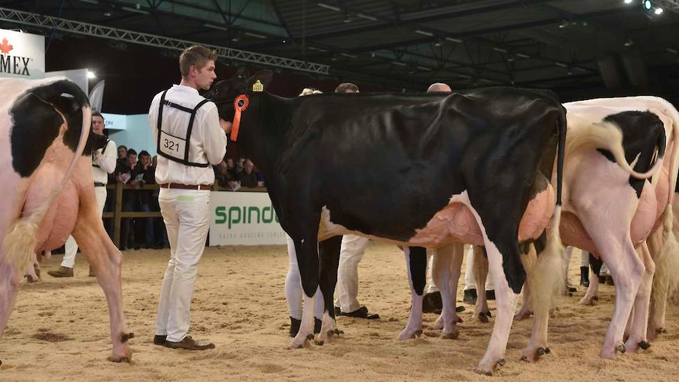 De fraaie Lauthority-dochter Geertje 608 van Van Dijk-De Bruin werd 1C in deze rubriek.