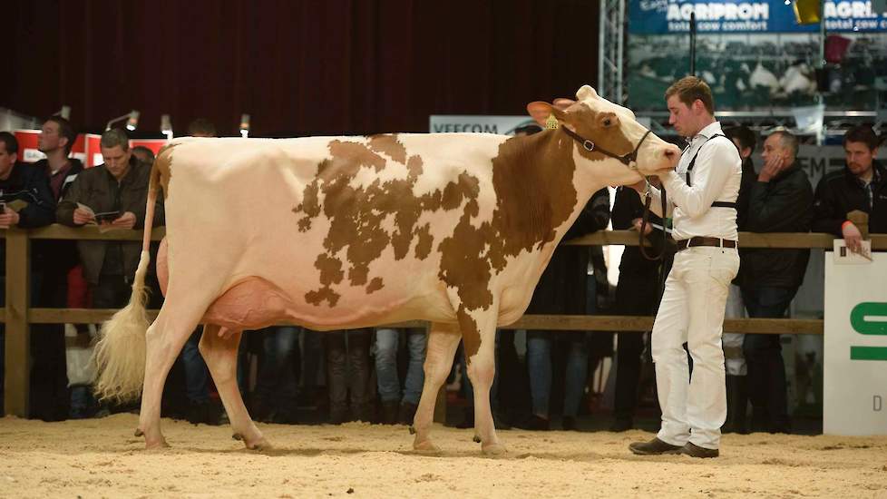 Op het moment dat ze de ring betrad was al duidelijk dat Heerenbrink Truus 4 de te kloppen koe was deze dag. De Big Apple-dochter (mv. Classic) van Steegink is enorm harmonisch en correct gebouwd en heeft veel uitstraling. Ze heeft een ruime voorhand die