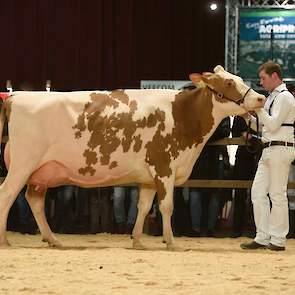 Op het moment dat ze de ring betrad was al duidelijk dat Heerenbrink Truus 4 de te kloppen koe was deze dag. De Big Apple-dochter (mv. Classic) van Steegink is enorm harmonisch en correct gebouwd en heeft veel uitstraling. Ze heeft een ruime voorhand die