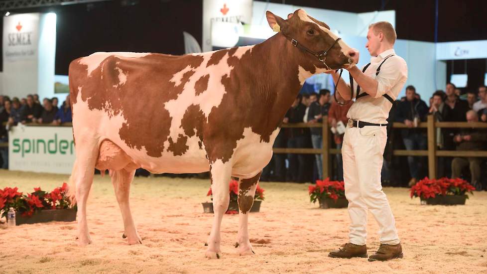 Stalgenote Heerenbrink Perk Rae P kreeg de 1B-positie. De Jotan-dochter is een volle zuster van Noard Easter Red Lawn 7 van Van der Kolk, die een rubriek eerder op de zesde plaats eindigde.