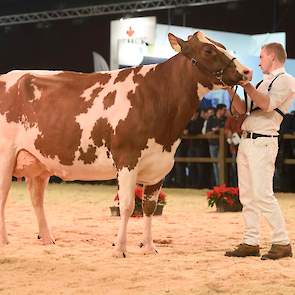 Stalgenote Heerenbrink Perk Rae P kreeg de 1B-positie. De Jotan-dochter is een volle zuster van Noard Easter Red Lawn 7 van Van der Kolk, die een rubriek eerder op de zesde plaats eindigde.